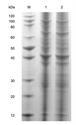 iTRAQ-Based Comparative Proteomic Analysis of Adult Schistosoma japonicum from <mark class="highlighted">Water Buffalo</mark> and Yellow Cattle